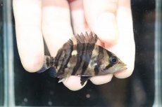 画像1: 【淡水魚】【通販】No4 セミショート パーフェクトバンド スマトラタイガーダトニオ パレンバン産 ワイルド【個体販売】（生体）（熱帯魚）NKO (1)