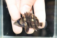 画像2: 【淡水魚】【通販】No4 セミショート パーフェクトバンド スマトラタイガーダトニオ パレンバン産 ワイルド【個体販売】（生体）（熱帯魚）NKO (2)