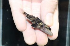 画像3: 【淡水魚】【通販】No4 セミショート パーフェクトバンド スマトラタイガーダトニオ パレンバン産 ワイルド【個体販売】（生体）（熱帯魚）NKO (3)