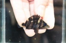 画像1: 【淡水魚】【通販】No6 セミショート パーフェクトバンド スマトラタイガーダトニオ パレンバン産 ワイルド【個体販売】（生体）（熱帯魚）NKO (1)