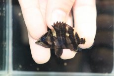 画像2: 【淡水魚】【通販】No6 セミショート パーフェクトバンド スマトラタイガーダトニオ パレンバン産 ワイルド【個体販売】（生体）（熱帯魚）NKO (2)