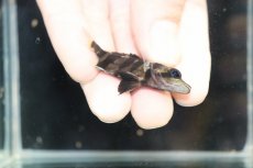 画像3: 【淡水魚】【通販】No6 セミショート パーフェクトバンド スマトラタイガーダトニオ パレンバン産 ワイルド【個体販売】（生体）（熱帯魚）NKO (3)