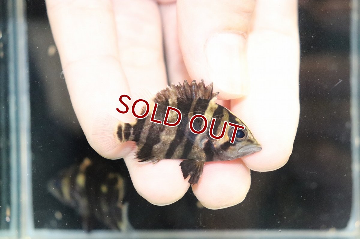 画像1: 【淡水魚】【通販】No7 セミショート パーフェクトバンド スマトラタイガーダトニオ パレンバン産 ワイルド【個体販売】（生体）（熱帯魚）NKO (1)