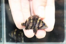 画像1: 【淡水魚】【通販】No7 セミショート パーフェクトバンド スマトラタイガーダトニオ パレンバン産 ワイルド【個体販売】（生体）（熱帯魚）NKO (1)