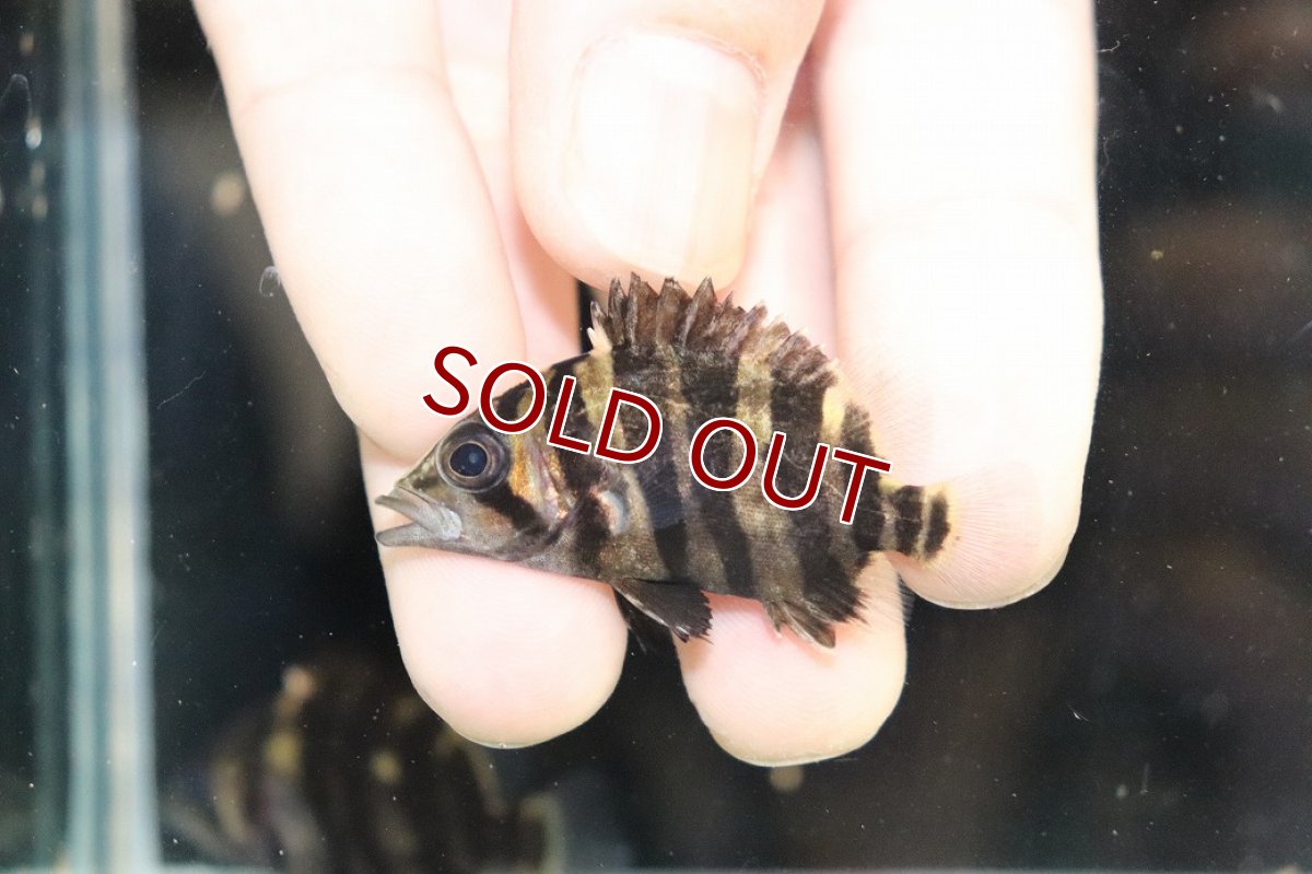 画像2: 【淡水魚】【通販】No7 セミショート パーフェクトバンド スマトラタイガーダトニオ パレンバン産 ワイルド【個体販売】（生体）（熱帯魚）NKO (2)