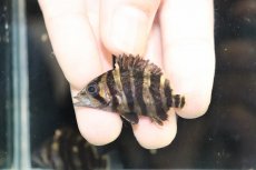 画像2: 【淡水魚】【通販】No7 セミショート パーフェクトバンド スマトラタイガーダトニオ パレンバン産 ワイルド【個体販売】（生体）（熱帯魚）NKO (2)