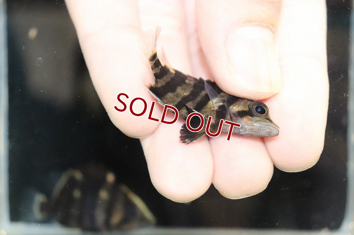 画像3: 【淡水魚】【通販】No7 セミショート パーフェクトバンド スマトラタイガーダトニオ パレンバン産 ワイルド【個体販売】（生体）（熱帯魚）NKO (3)