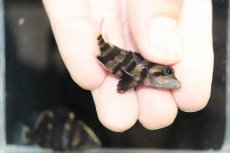 画像3: 【淡水魚】【通販】No7 セミショート パーフェクトバンド スマトラタイガーダトニオ パレンバン産 ワイルド【個体販売】（生体）（熱帯魚）NKO (3)