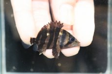 画像1: 【淡水魚】【通販】No8 セミショート パーフェクトバンド スマトラタイガーダトニオ パレンバン産 ワイルド【個体販売】（生体）（熱帯魚）NKO (1)