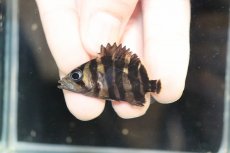 画像2: 【淡水魚】【通販】No8 セミショート パーフェクトバンド スマトラタイガーダトニオ パレンバン産 ワイルド【個体販売】（生体）（熱帯魚）NKO (2)