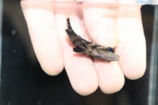 画像3: 【淡水魚】【通販】No8 セミショート パーフェクトバンド スマトラタイガーダトニオ パレンバン産 ワイルド【個体販売】（生体）（熱帯魚）NKO (3)