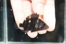 画像1: 【淡水魚】【通販】No9 セミショート パーフェクトバンド スマトラタイガーダトニオ パレンバン産 ワイルド【個体販売】（生体）（熱帯魚）NKO (1)