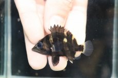 画像2: 【淡水魚】【通販】No9 セミショート パーフェクトバンド スマトラタイガーダトニオ パレンバン産 ワイルド【個体販売】（生体）（熱帯魚）NKO (2)