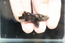 画像3: 【淡水魚】【通販】No9 セミショート パーフェクトバンド スマトラタイガーダトニオ パレンバン産 ワイルド【個体販売】（生体）（熱帯魚）NKO (3)