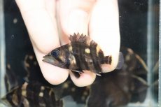 画像2: 【淡水魚】【通販】No10 セミショート パーフェクトバンド スマトラタイガーダトニオ パレンバン産 ワイルド【個体販売】（生体）（熱帯魚）NKO (2)