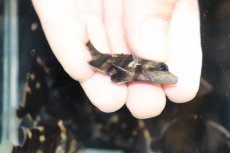 画像3: 【淡水魚】【通販】No10 セミショート パーフェクトバンド スマトラタイガーダトニオ パレンバン産 ワイルド【個体販売】（生体）（熱帯魚）NKO (3)