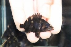 画像1: 【淡水魚】【通販】No11 セミショート パーフェクトバンド スマトラタイガーダトニオ パレンバン産 ワイルド【個体販売】（生体）（熱帯魚）NKO (1)