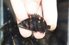 画像2: 【淡水魚】【通販】No11 セミショート パーフェクトバンド スマトラタイガーダトニオ パレンバン産 ワイルド【個体販売】（生体）（熱帯魚）NKO (2)