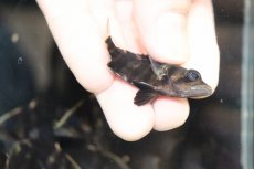 画像3: 【淡水魚】【通販】No11 セミショート パーフェクトバンド スマトラタイガーダトニオ パレンバン産 ワイルド【個体販売】（生体）（熱帯魚）NKO (3)