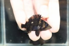 画像1: 【淡水魚】【通販】No12 セミショート パーフェクトバンド スマトラタイガーダトニオ パレンバン産 ワイルド【個体販売】（生体）（熱帯魚）NKO (1)