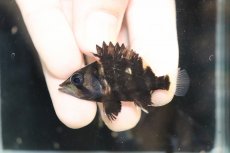 画像2: 【淡水魚】【通販】No12 セミショート パーフェクトバンド スマトラタイガーダトニオ パレンバン産 ワイルド【個体販売】（生体）（熱帯魚）NKO (2)