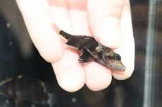 画像3: 【淡水魚】【通販】No12 セミショート パーフェクトバンド スマトラタイガーダトニオ パレンバン産 ワイルド【個体販売】（生体）（熱帯魚）NKO (3)