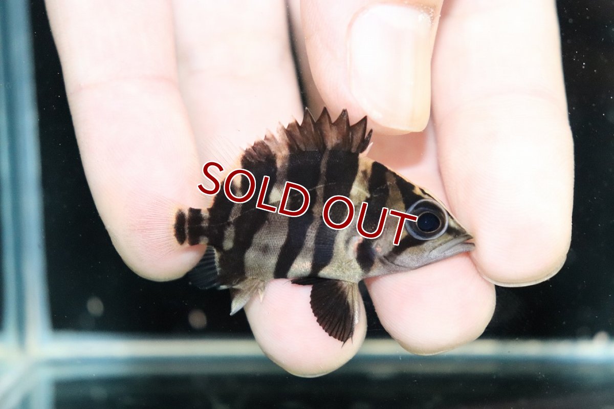 画像1: 【淡水魚】【通販】No1 パーフェクトバンド スマトラタイガーダトニオ パレンバン産 ワイルド【個体販売】(±5cm)（生体）（熱帯魚）NKO (1)