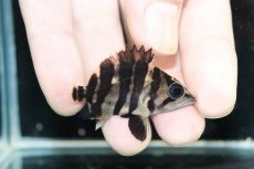画像1: 【淡水魚】【通販】No1 パーフェクトバンド スマトラタイガーダトニオ パレンバン産 ワイルド【個体販売】(±5cm)（生体）（熱帯魚）NKO (1)