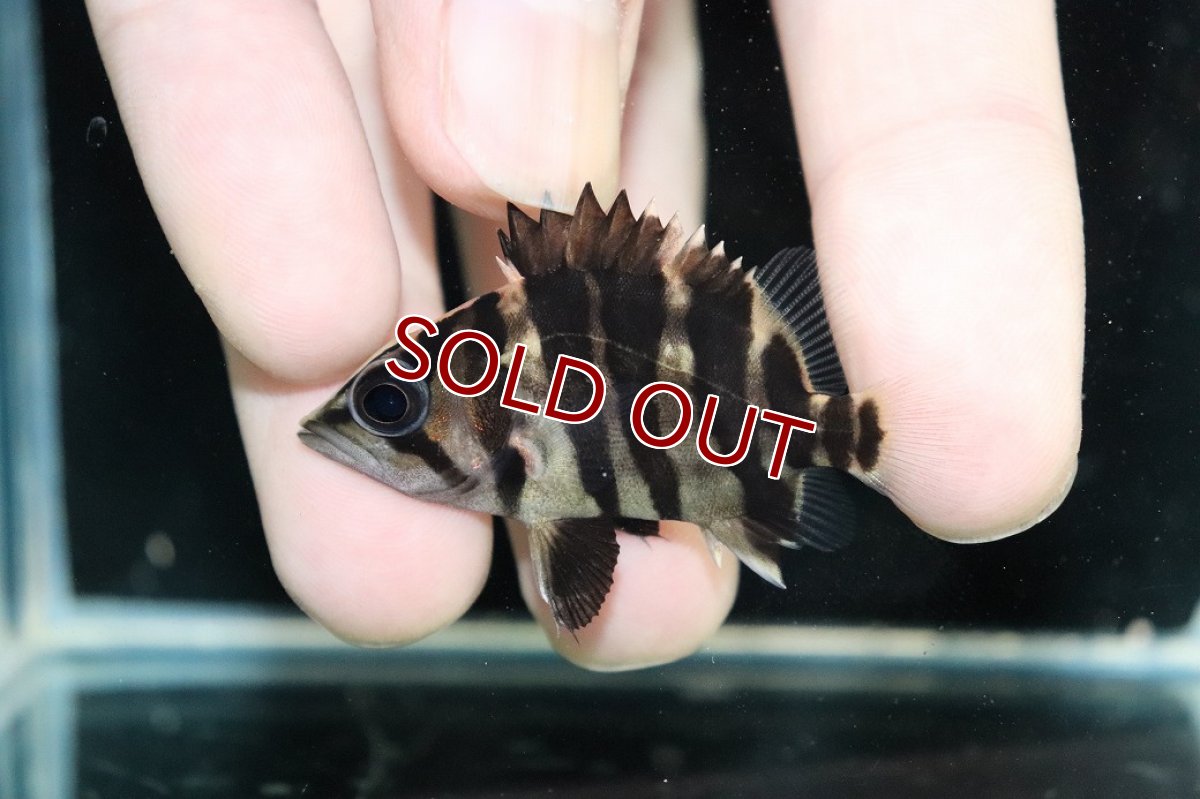 画像2: 【淡水魚】【通販】No1 パーフェクトバンド スマトラタイガーダトニオ パレンバン産 ワイルド【個体販売】(±5cm)（生体）（熱帯魚）NKO (2)