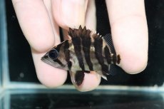 画像2: 【淡水魚】【通販】No1 パーフェクトバンド スマトラタイガーダトニオ パレンバン産 ワイルド【個体販売】(±5cm)（生体）（熱帯魚）NKO (2)