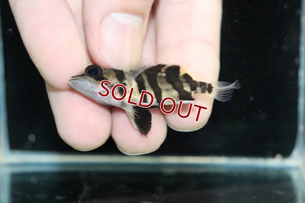 画像3: 【淡水魚】【通販】No1 パーフェクトバンド スマトラタイガーダトニオ パレンバン産 ワイルド【個体販売】(±5cm)（生体）（熱帯魚）NKO (3)