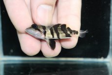 画像3: 【淡水魚】【通販】No1 パーフェクトバンド スマトラタイガーダトニオ パレンバン産 ワイルド【個体販売】(±5cm)（生体）（熱帯魚）NKO (3)