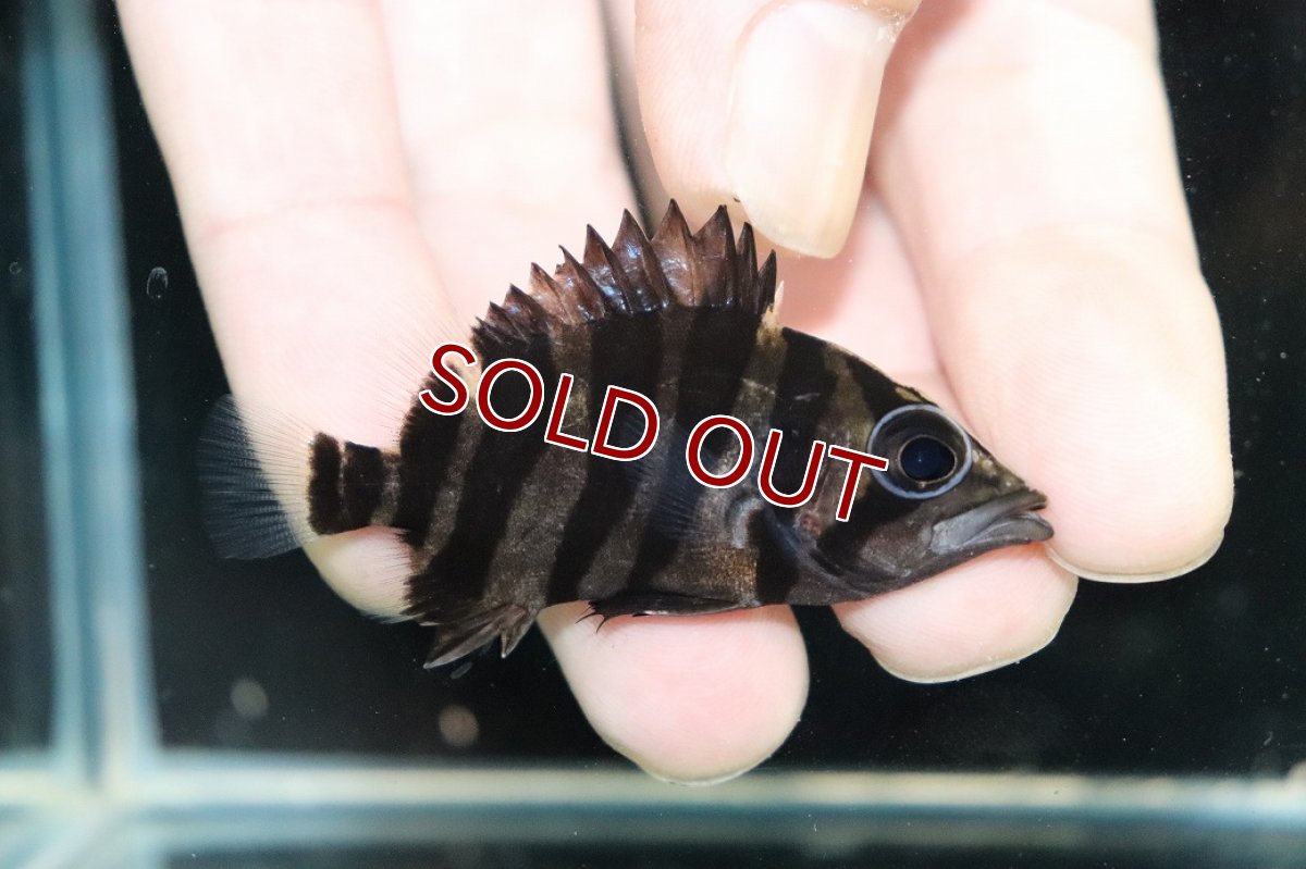 画像1: 【10%OFF対象商品30周年セール】【淡水魚】【通販】No2 パーフェクトバンド スマトラタイガーダトニオ パレンバン産 ワイルド【個体販売】(±5.5cm)（生体）（熱帯魚）NKO (1)