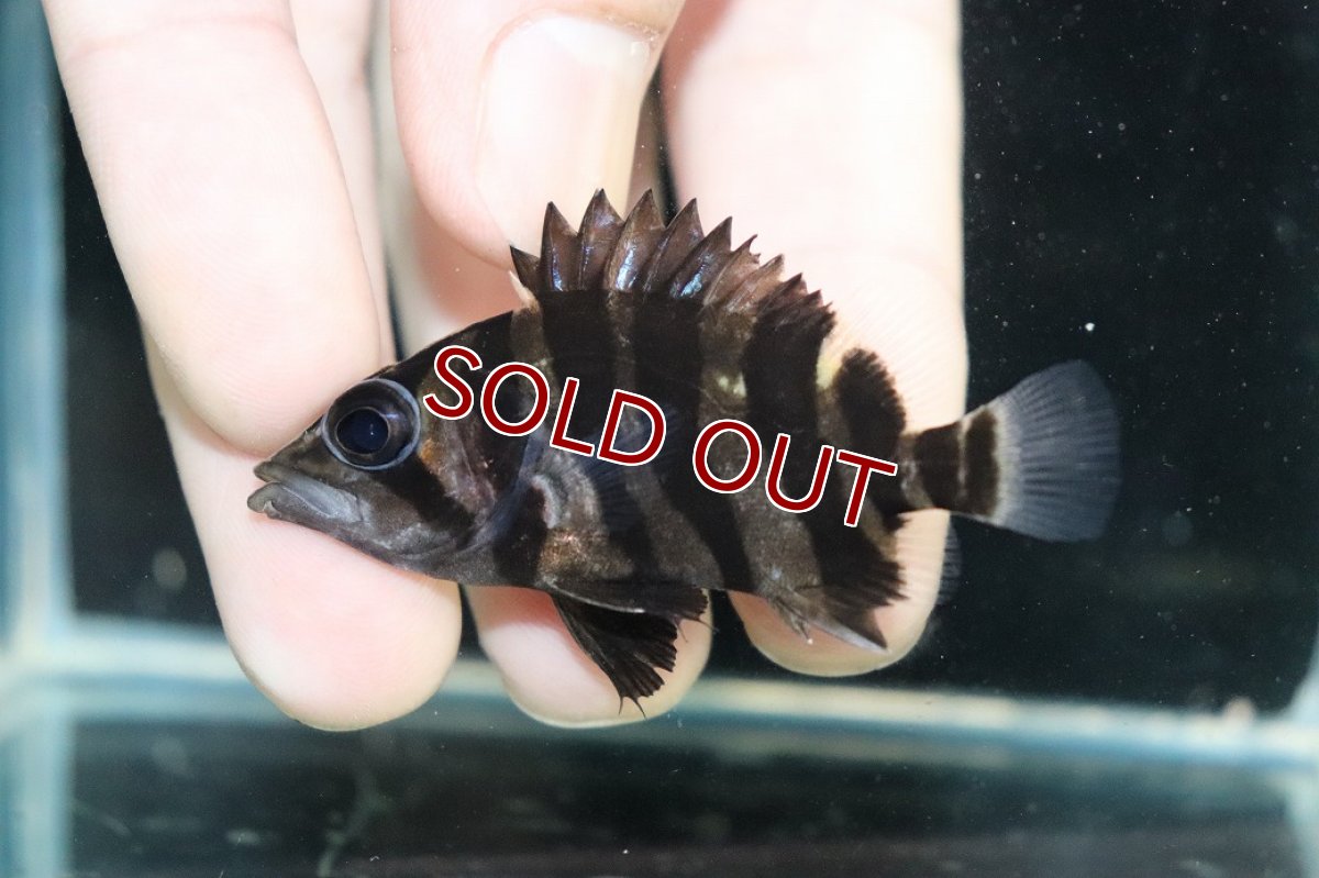 画像2: 【10%OFF対象商品30周年セール】【淡水魚】【通販】No2 パーフェクトバンド スマトラタイガーダトニオ パレンバン産 ワイルド【個体販売】(±5.5cm)（生体）（熱帯魚）NKO (2)