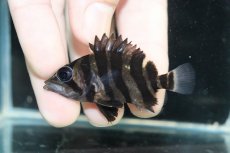 画像2: 【淡水魚】【通販】No2 パーフェクトバンド スマトラタイガーダトニオ パレンバン産 ワイルド【個体販売】(±5.5cm)（生体）（熱帯魚）NKO (2)