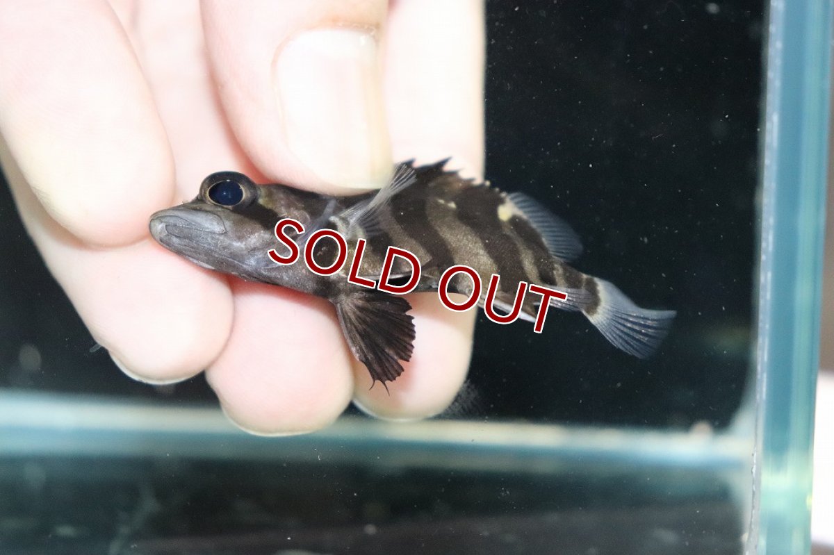 画像3: 【10%OFF対象商品30周年セール】【淡水魚】【通販】No2 パーフェクトバンド スマトラタイガーダトニオ パレンバン産 ワイルド【個体販売】(±5.5cm)（生体）（熱帯魚）NKO (3)