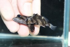 画像3: 【淡水魚】【通販】No2 パーフェクトバンド スマトラタイガーダトニオ パレンバン産 ワイルド【個体販売】(±5.5cm)（生体）（熱帯魚）NKO (3)