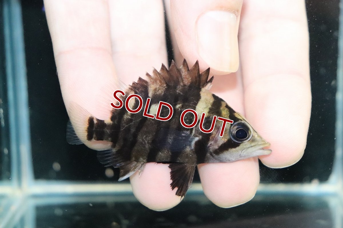 画像1: 【淡水魚】【通販】No3 パーフェクトバンド スマトラタイガーダトニオ パレンバン産 ワイルド【個体販売】(±6cm)（生体）（熱帯魚）NKO (1)