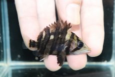 画像1: 【淡水魚】【通販】No3 パーフェクトバンド スマトラタイガーダトニオ パレンバン産 ワイルド【個体販売】(±6cm)（生体）（熱帯魚）NKO (1)