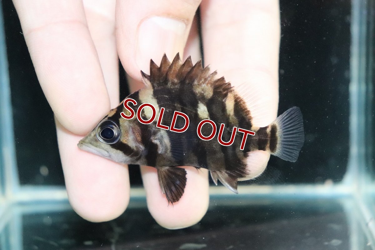 画像2: 【淡水魚】【通販】No3 パーフェクトバンド スマトラタイガーダトニオ パレンバン産 ワイルド【個体販売】(±6cm)（生体）（熱帯魚）NKO (2)