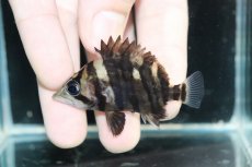 画像2: 【淡水魚】【通販】No3 パーフェクトバンド スマトラタイガーダトニオ パレンバン産 ワイルド【個体販売】(±6cm)（生体）（熱帯魚）NKO (2)