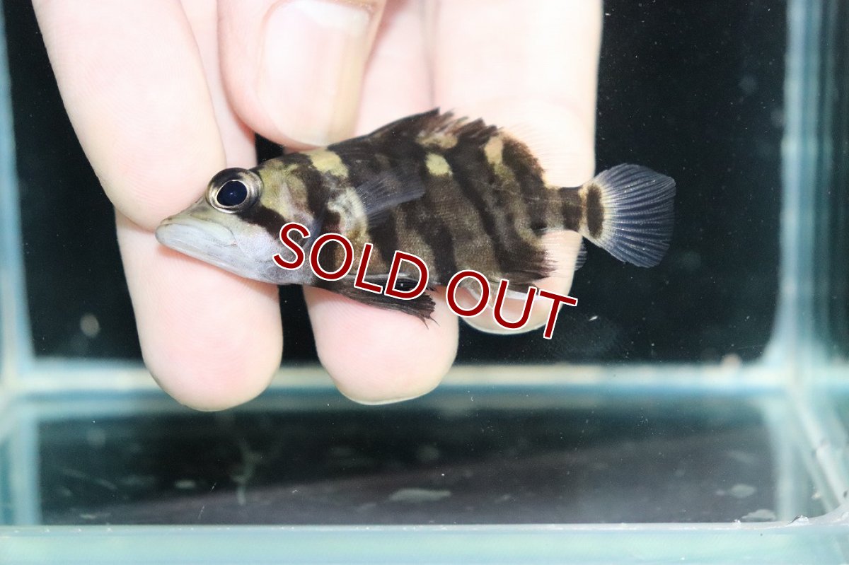 画像3: 【淡水魚】【通販】No3 パーフェクトバンド スマトラタイガーダトニオ パレンバン産 ワイルド【個体販売】(±6cm)（生体）（熱帯魚）NKO (3)