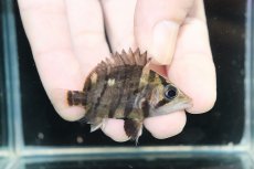 画像1: 【淡水魚】【通販】No4 パーフェクトバンド スマトラタイガーダトニオ パレンバン産 ワイルド【個体販売】(±5.5cm)（生体）（熱帯魚）NKO (1)