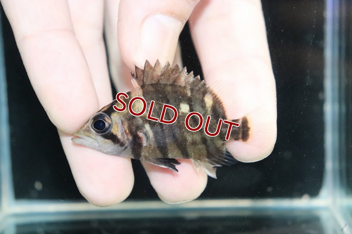 画像2: 【淡水魚】【通販】No4 パーフェクトバンド スマトラタイガーダトニオ パレンバン産 ワイルド【個体販売】(±5.5cm)（生体）（熱帯魚）NKO (2)