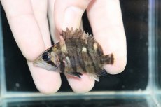 画像2: 【淡水魚】【通販】No4 パーフェクトバンド スマトラタイガーダトニオ パレンバン産 ワイルド【個体販売】(±5.5cm)（生体）（熱帯魚）NKO (2)