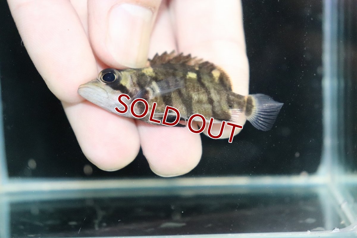 画像3: 【淡水魚】【通販】No4 パーフェクトバンド スマトラタイガーダトニオ パレンバン産 ワイルド【個体販売】(±5.5cm)（生体）（熱帯魚）NKO (3)