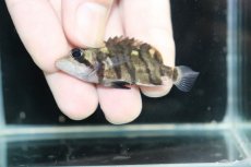 画像3: 【淡水魚】【通販】No4 パーフェクトバンド スマトラタイガーダトニオ パレンバン産 ワイルド【個体販売】(±5.5cm)（生体）（熱帯魚）NKO (3)