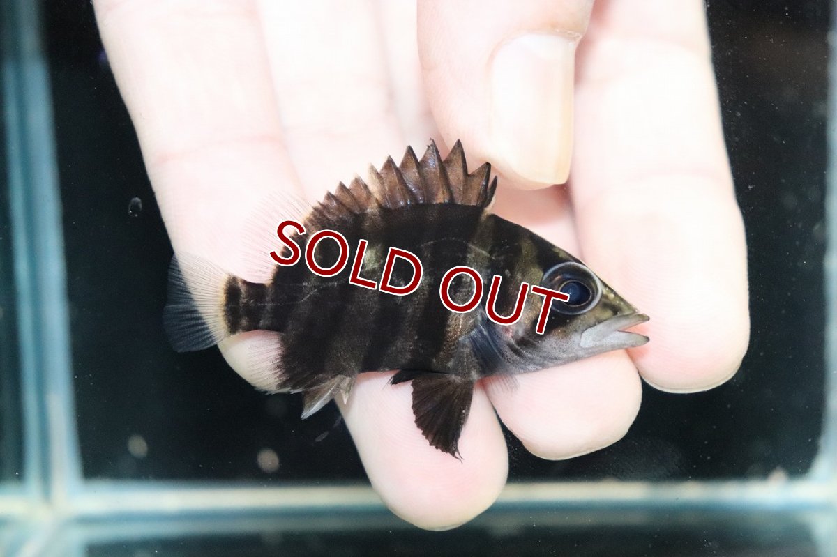 画像1: 【10%OFF対象商品30周年セール】【淡水魚】【通販】No5 パーフェクトバンド スマトラタイガーダトニオ パレンバン産 ワイルド【個体販売】(±5cm)（生体）（熱帯魚）NKO (1)