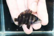 画像1: 【淡水魚】【通販】No5 パーフェクトバンド スマトラタイガーダトニオ パレンバン産 ワイルド【個体販売】(±5cm)（生体）（熱帯魚）NKO (1)