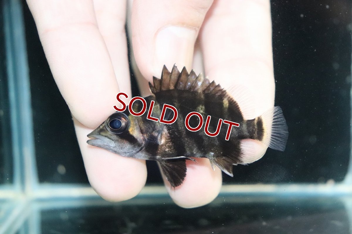 画像2: 【10%OFF対象商品30周年セール】【淡水魚】【通販】No5 パーフェクトバンド スマトラタイガーダトニオ パレンバン産 ワイルド【個体販売】(±5cm)（生体）（熱帯魚）NKO (2)